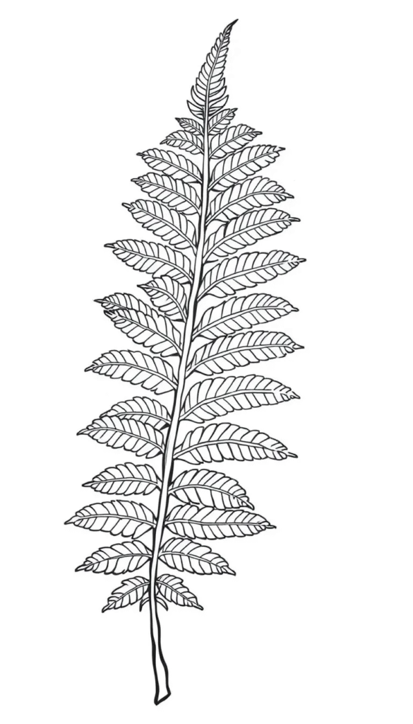 Leafy Fern