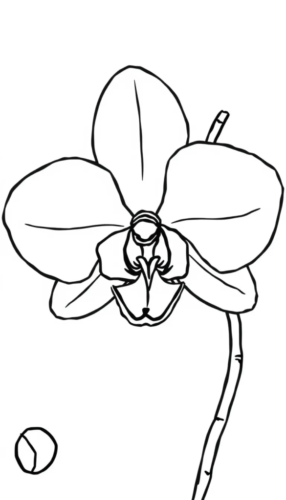 Orchid Outline