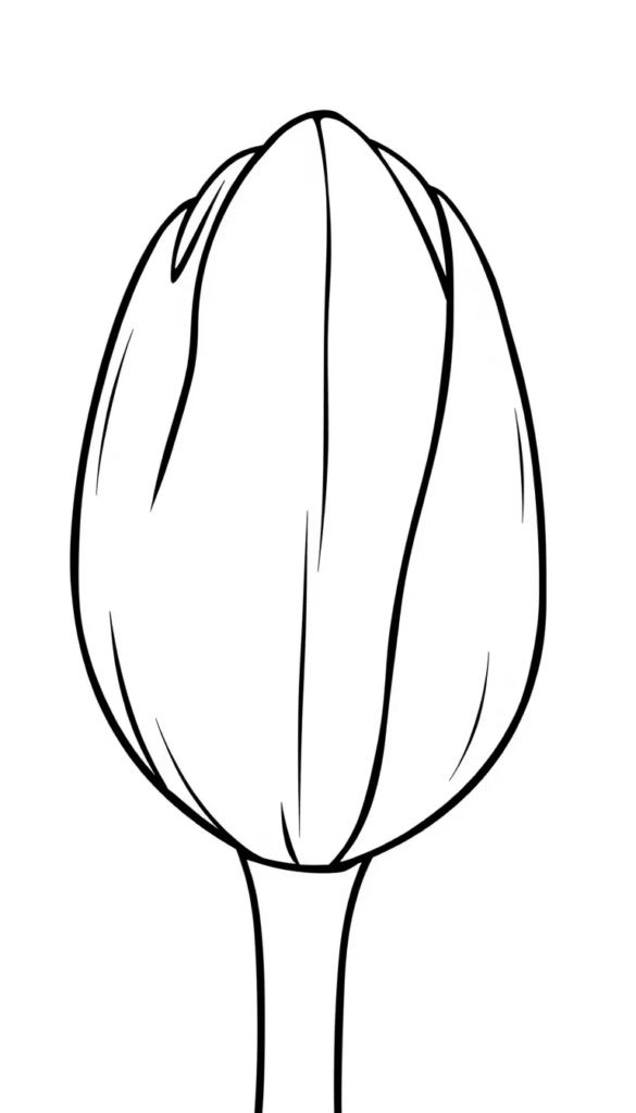Tulip Bud