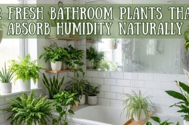 12 Fresh Bathroom Plants That Absorb Humidity Naturally