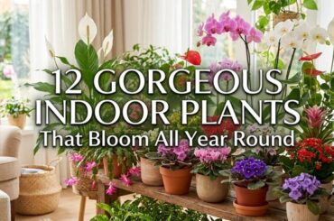 12 Gorgeous Indoor Plants That Bloom All Year Round