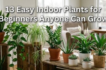 13 Easy Indoor Plants for Beginners Anyone Can Grow