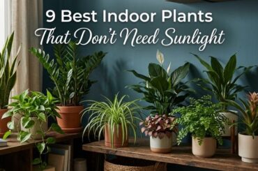 9 Best Indoor Plants That Don’t Need Sunlight